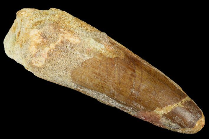 Spinosaurus Tooth - Real Dinosaur Tooth #176694